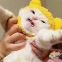 Cats 29