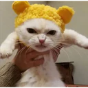 Cats 25