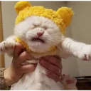 Cats 16