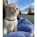 Cats 12