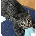 Cats 6