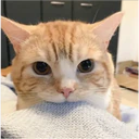 Cats 2