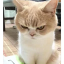 Cats 11