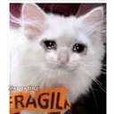 Cats 26