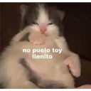 Cats 7