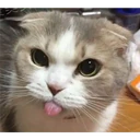 Cats 4