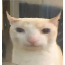 Cats 10