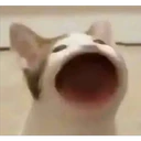 Cats 20