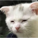 Cats 15