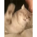 Cats 22
