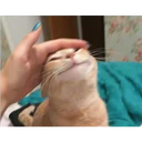 Cats 17