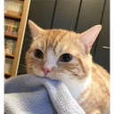 Cats 1