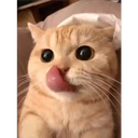Cats 13