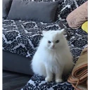 Cats 21