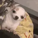 Chihuahuas 1