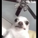 Chihuahuas 19