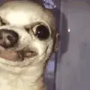 Chihuahuas 11