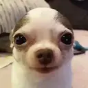 Chihuahuas 2