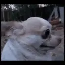 Chihuahuas 8
