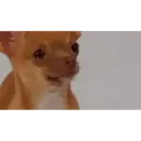 Chihuahuas 15
