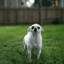 Chihuahuas 10