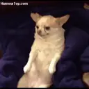Chihuahuas 16