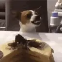 Chihuahuas 5