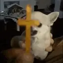 Chihuahuas 13