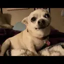 Chihuahuas 3