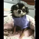Chihuahuas 12