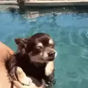 Chihuahuas 17