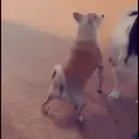 Chihuahuas 4