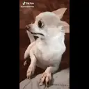 Chihuahuas 21