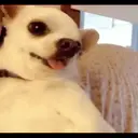 Chihuahuas 9