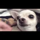 Chihuahuas 18