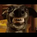 Chihuahuas 7