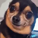 Chihuahuas 14