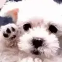 Perros Mixtos ♡ 4