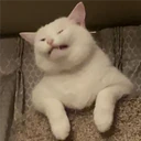 Mix Cats me gustaron 3