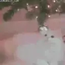 A͓̽n͓̽i͓̽m͓̽a͓̽l͓̽s͓̽ ͓̽i͓̽n͓̽ ͓̽C͓̽h͓̽r͓̽i͓̽s͓̽t͓̽m͓̽a͓̽s͓̽  Mov 17