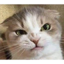 Cats 18
