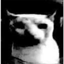 Cats 27