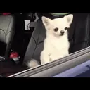 Chihuahuas 20