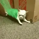 Chihuahuas 6