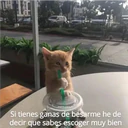 michis.parati
Si tienes ganas de besarme he de
decir que sabes escoger muy bien
