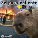 ࿃࿈ANIMALITOS CON FRASES࿈࿃ 9