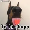 ࿃࿈ANIMALITOS CON FRASES࿈࿃ 14
