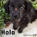 ࿃࿈ANIMALITOS CON FRASES࿈࿃ 28