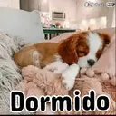࿃࿈ANIMALITOS CON FRASES࿈࿃ 29