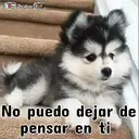 ࿃࿈ANIMALITOS CON FRASES࿈࿃ 12